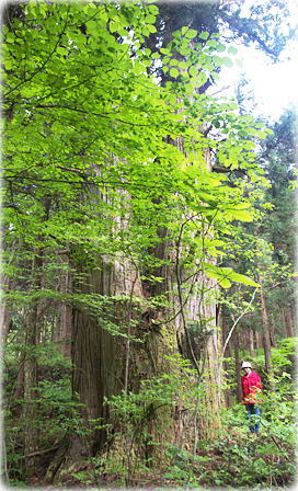 画像：滝矢川の大杉（幹と並ぶ）