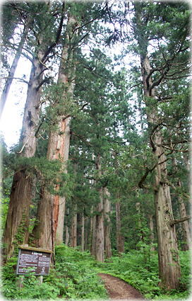 画像：大美輪の大杉