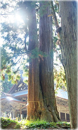 画像：関山神社の新・神木