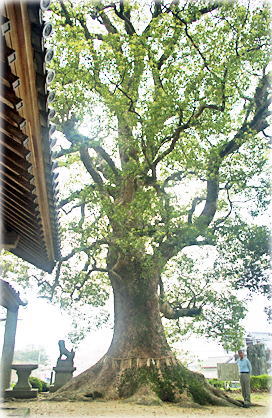 画像：六所神社の大樟（１号木）（幹と並ぶ）