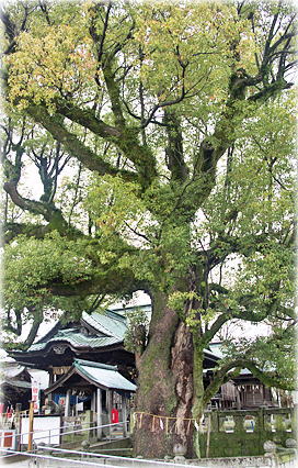 画像：下庄八幡神社のクスノキ