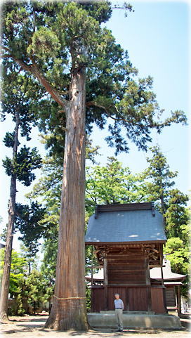 画像：高屋熊野神社の大スギ（幹と並ぶ）