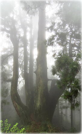 画像：大和の大杉