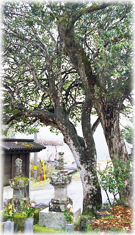 画像：大樹寺の有楽椿