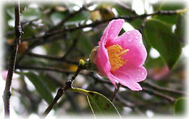画像：大樹寺の有楽椿（花）