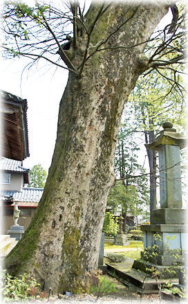 画像：福井安楽寺のケヤキ