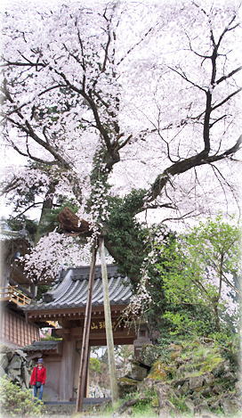 画像：延命寺山門の桜