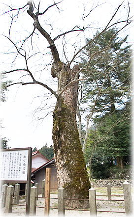 画像：むくろう樹（市木神社のムクロジ）