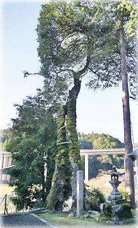 画像：伊射奈伎神社のウラジロガシ
