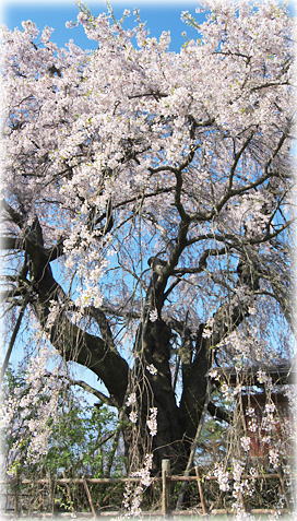 画像：泉小太郎のしだれ桜
