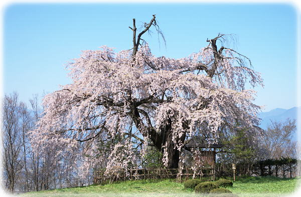 泉小太郎のしだれ桜 ２