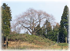 画像：金谷の城山桜（遠景）