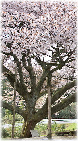 画像：上法万の大山桜