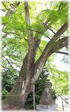 画像：賀茂神社のイロハモミジ
