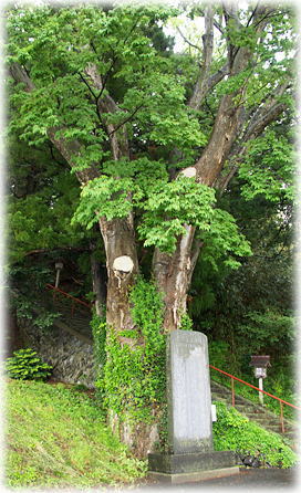 画像：賀茂小鋭神社のケヤキ