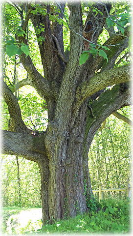 画像：片倉のナシの木