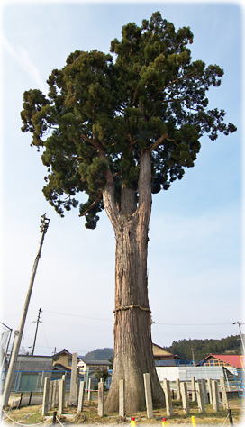 画像：八幡宮社の神木大杉（全景）