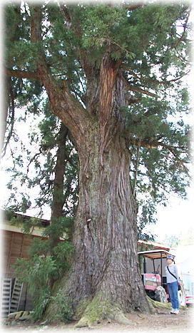 画像：九日町の大杉（幹と並ぶ）