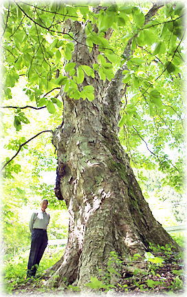 画像：木戸木の栃の木（幹と並ぶ）