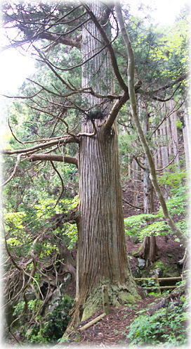 画像：大滝の杉