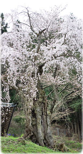 画像：三島神社の枝垂桜