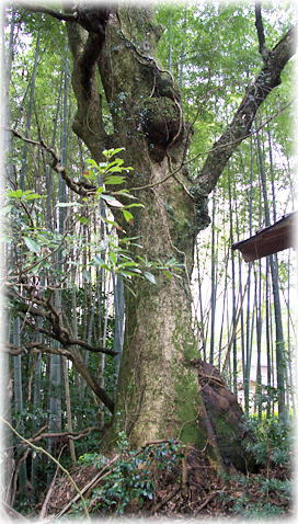 画像：大森神社のタブノキ