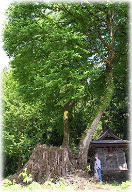 画像：大月八幡神社のカツラ（古株）（幹と並ぶ）