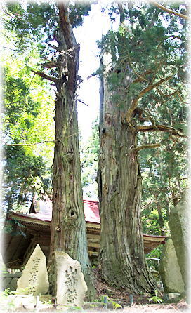 画像：赤荻山神社のスギ