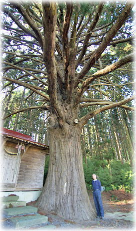 画像：水神社の老杉（幹と並ぶ）