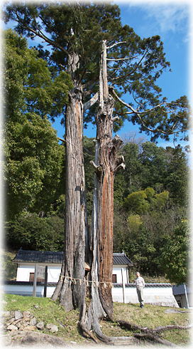 画像：多自枯鴨神社の大杉（幹と並ぶ）