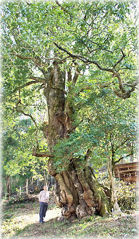 画像：滝神社のカシの木（幹と並ぶ）