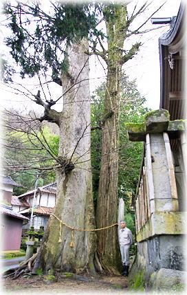 画像：玉鉾神社のムクノキ（幹と並ぶ）