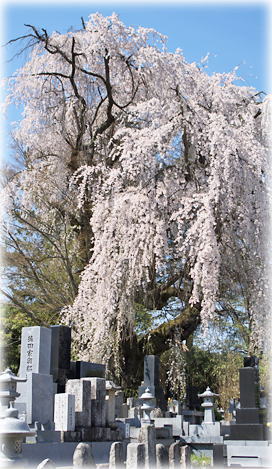 画像：田多井墓地の枝垂桜