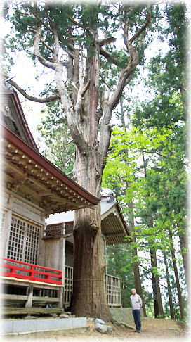画像：赤沢白山神社のスギ（幹と並ぶ）