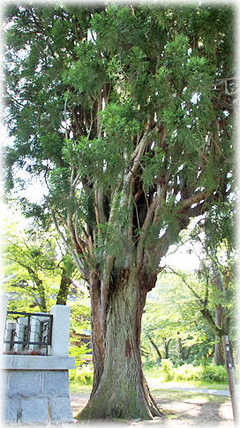 画像：円蔵寺の箒杉