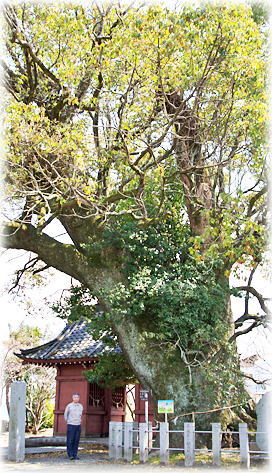 画像：恵利八幡神社の樟（幹と並ぶ）