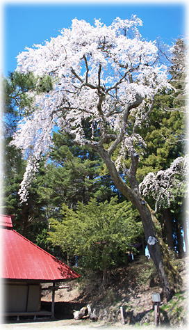 画像：古御堂の枝垂桜（全景）