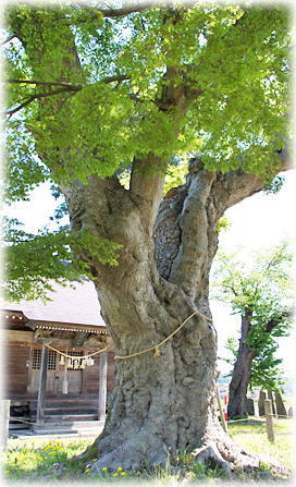 画像：羽田八雲神社のイロハモミジ