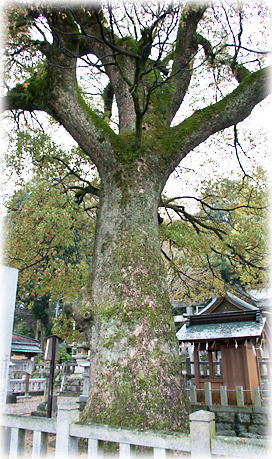 画像：平野神社のクスノキ