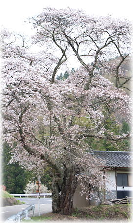 画像：釜房公会堂の桜