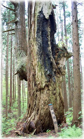 画像：黒森神社の祖母杉