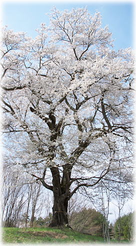 画像：岡森の桜