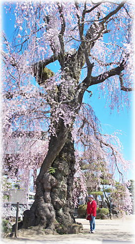 画像：昌福寺枝垂桜（幹と並ぶ）