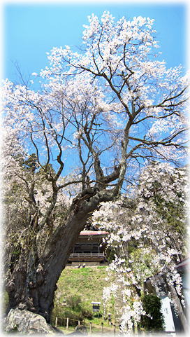 画像：山千寺跡の信玄駒つなぎ桜