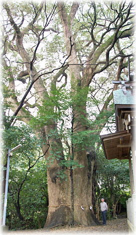 画像：川上神社のクスノキ（２号木）（幹と並ぶ）