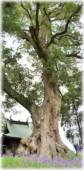 画像：地徳阿蘇神社の樟（幹と並ぶ）