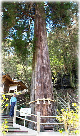 画像：八女津媛神社の権現杉（幹と並ぶ）
