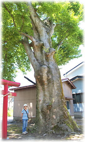 画像：蓮潟八幡神社の欅（幹と並ぶ）