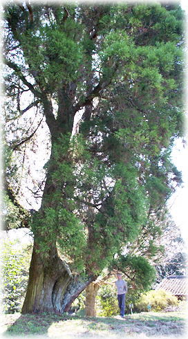 画像：羽山神社の杉（幹と並ぶ）