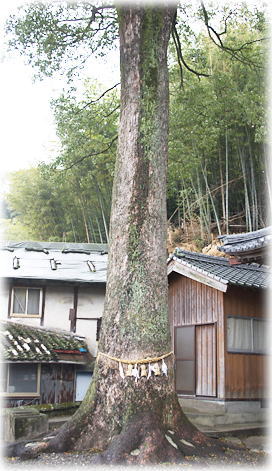 画像：板知屋厳島神社の楠